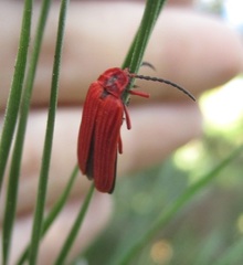 Dictyoptera simplicipes