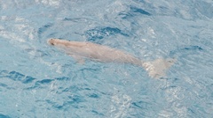 Dugong dugon