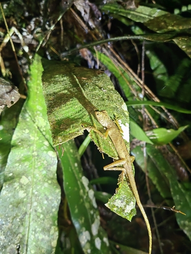 Aphaniotis fusca observed 2026-10-10