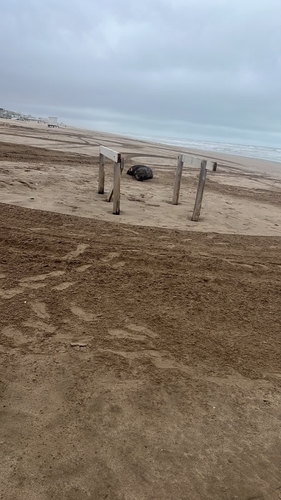 Lobo marino de un pelo registrada en Pinamar