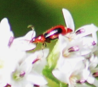 Red-sutured Attalus