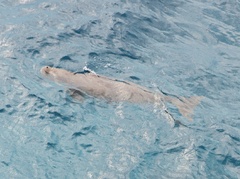 Dugong dugon