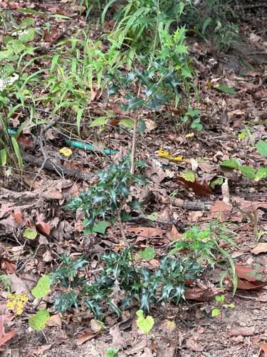 Osmanthus heterophyllus observed 2026-10-10