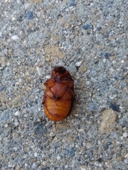 Scarabaeidae