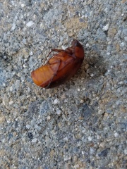 Scarabaeidae