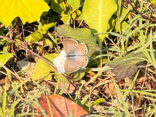 Pea Blue