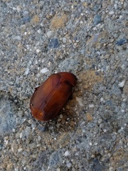 Scarabaeidae