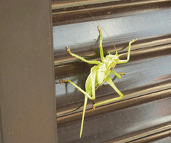 Tettigonia orientalis