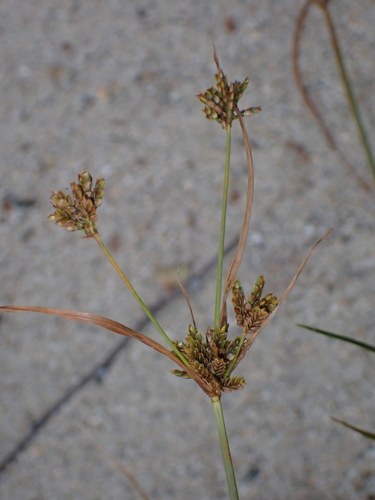 Cyperus houghtonii observed 2026-10-10