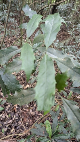Aucuba chinensis observed 2026-10-09