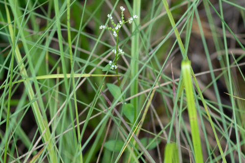 Mitreola petiolata observed 2026-10-03