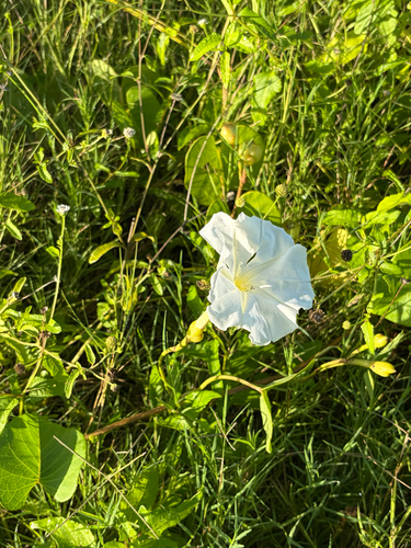 Ipomoea violacea observed 2026-10-10