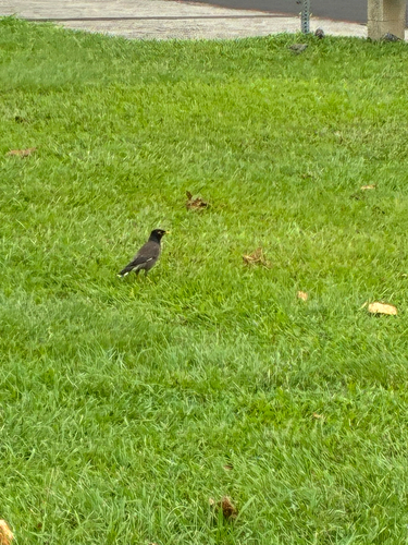 Acridotheres tristis observed 2026-10-10