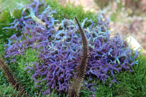 Hypnea observed 2026-10-09