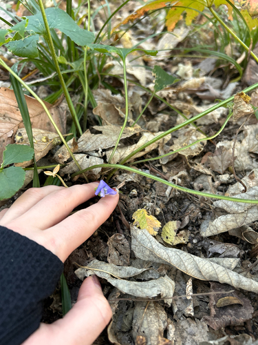 Viola palmata, 2026-10-10