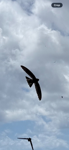 Aerodramus spodiopygius observed 2026-10-11