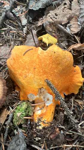 lobster mushroom