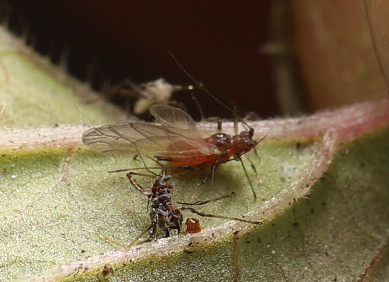 Macrosiphoniella pennsylvanica