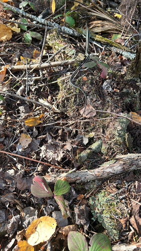 Common Garter Snake