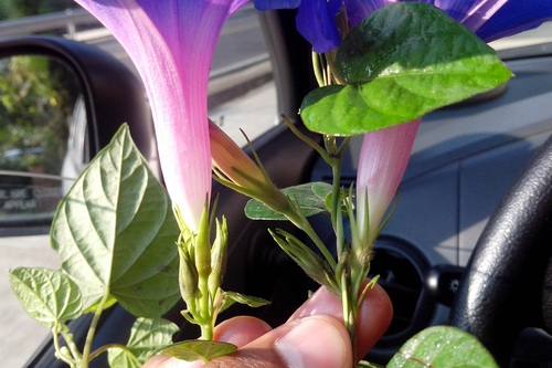 Ipomoea indica