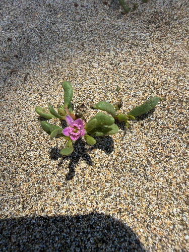 Sesuvium portulacastrum observed 2026-09-21