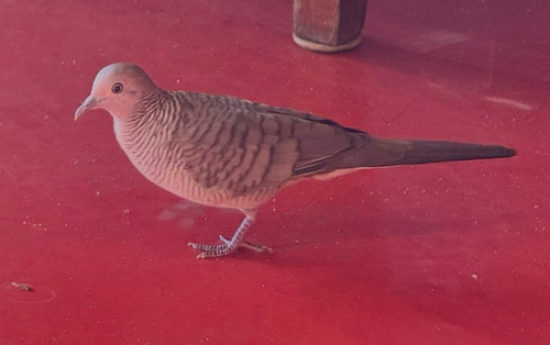 Geopelia striata observed 2026-09-21