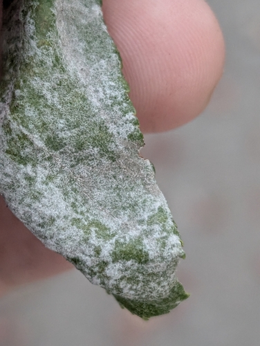 Podosphaera leucotricha observed 2026-10-10