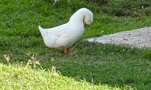 Mallard