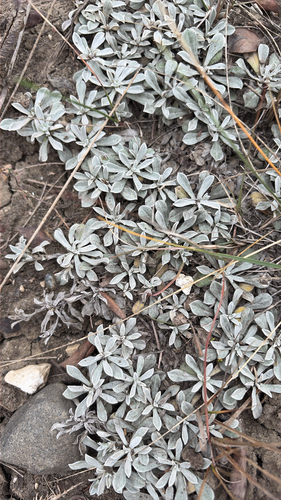 Antennaria parvifolia observed 2026-10-10