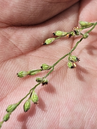 Urochloa arizonica, 2026-10-10