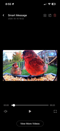 Northern Cardinal observed by data_nerd
