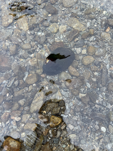 Freshwater mussel, 2026-10-07