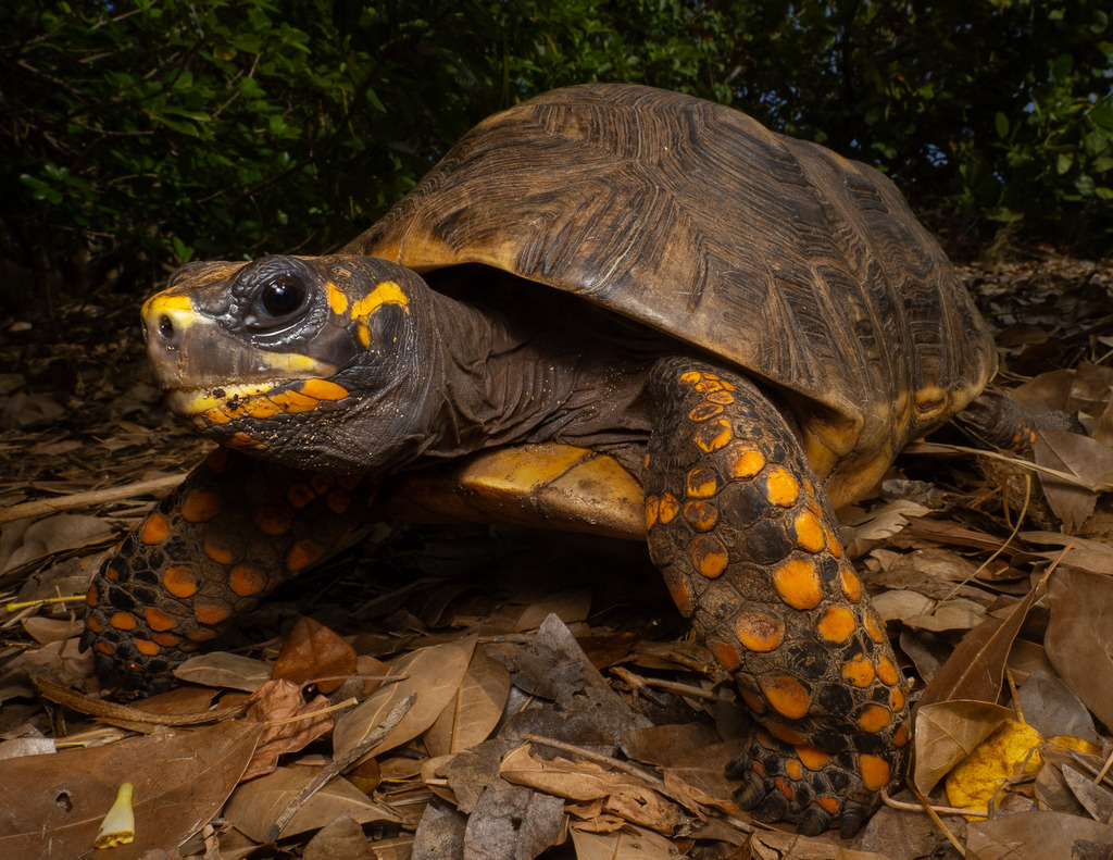 Red-footed Tortoise