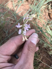 Astragalus flexuosus
