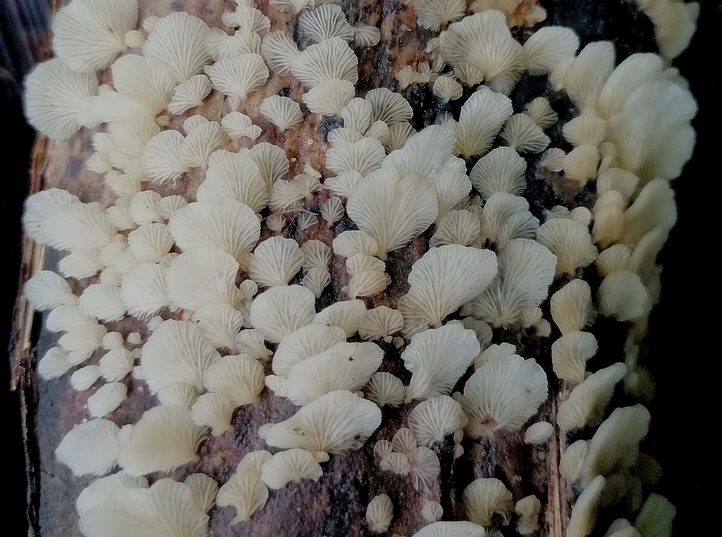 Lentinus copulatus