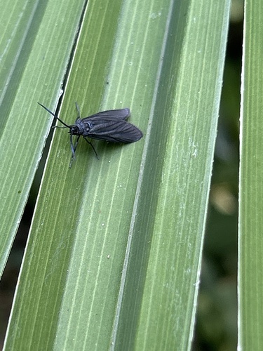 Bamboo Moth