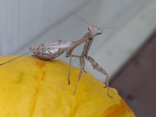Carolina Mantis