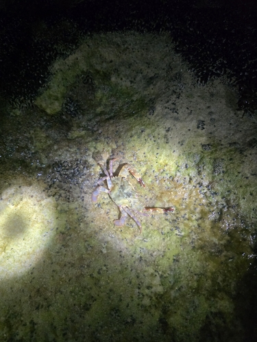 Charybdis hellerii observed 2026-10-10