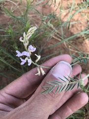 Astragalus flexuosus