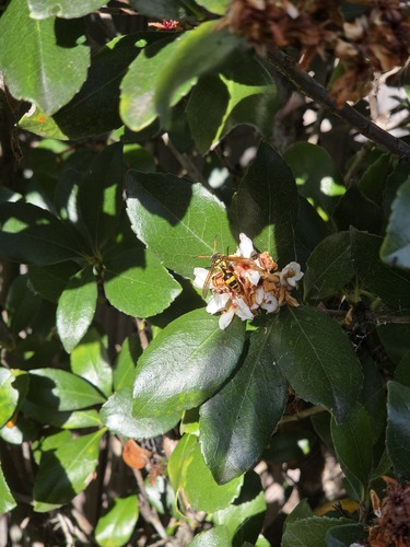 Delta campaniforme, 2026-10-09