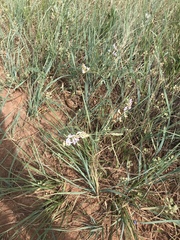 Astragalus flexuosus