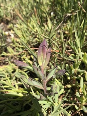 Chloropyron maritimum palustre