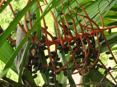 Chamaedorea microspadix
