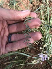 Astragalus flexuosus