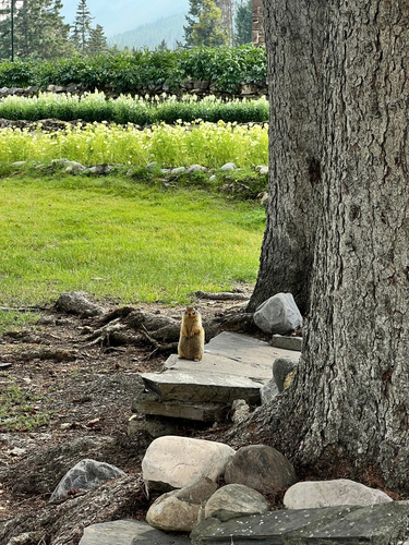 Columbian Ground Squirrel observed by maicreya