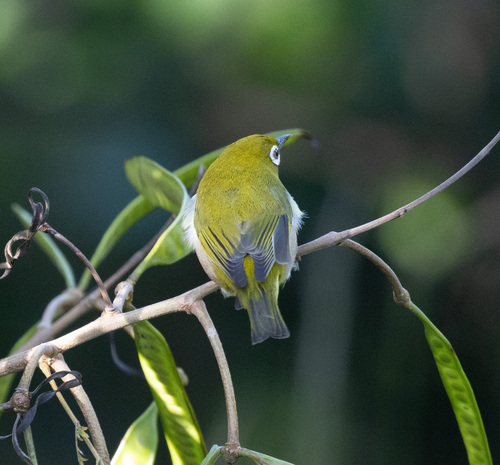 Zosterops japonicus observed 2026-10-03