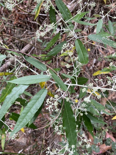 Astrotricha latifolia observed 2026-10-10