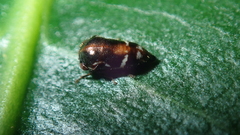Harmonides reticulata