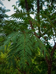 Anadenanthera colubrina