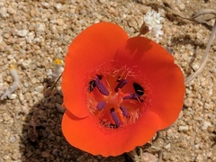Calochortus kennedyi kennedyi
